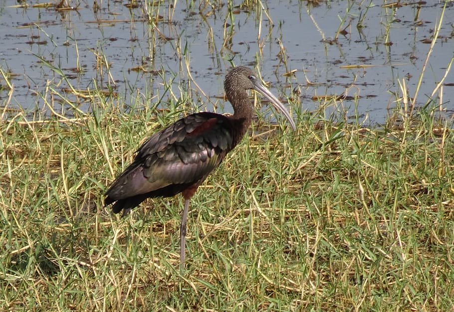 glossy ibis, wader, plegadis falcinellus, wading bird, nature, HD wallpaper