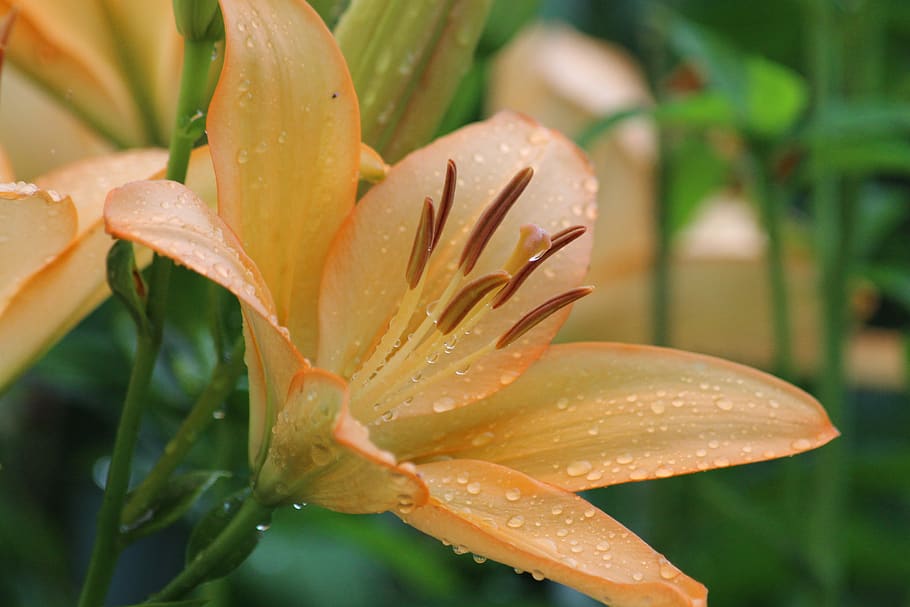 lily, closeup, rosa, drops, nature, flower, bloom, pink, stamens HD wallpaper