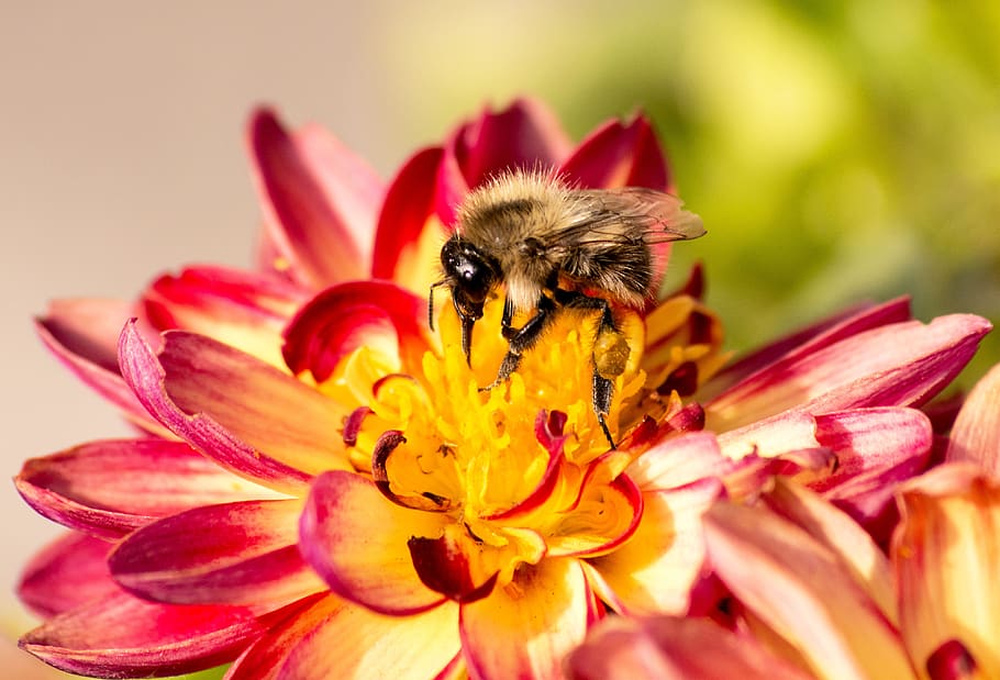 bee, flower, insect, nature, pollen, pollination, wings, garden HD wallpaper