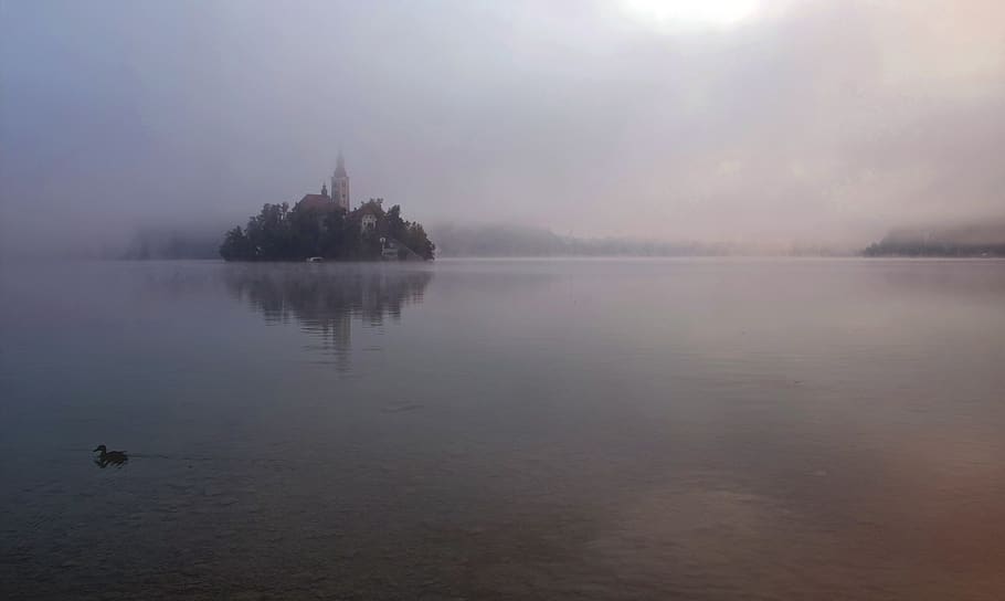 slovenia, bled, morning, mist, lake, duck, fog, island, water, HD wallpaper