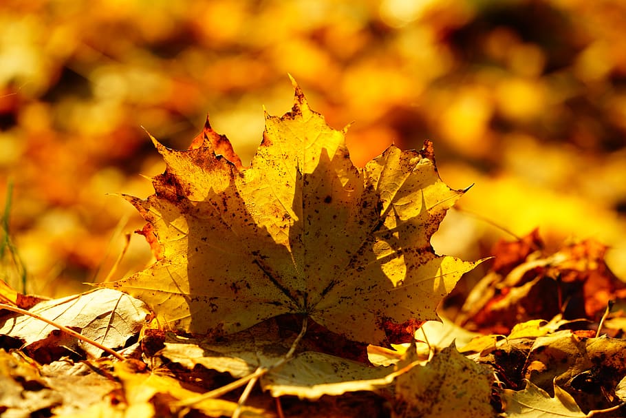 leaves, fall foliage, maple leaf, colorful, autumn colours HD wallpaper