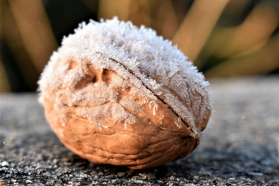 nut, tree nut, winter, snow, eiskristalle, healthy, shell, nature HD wallpaper