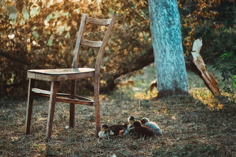 HD wallpaper: bowel movement, chair, village, hamlet, thorp, tree, wood,  foliage | Wallpaper Flare