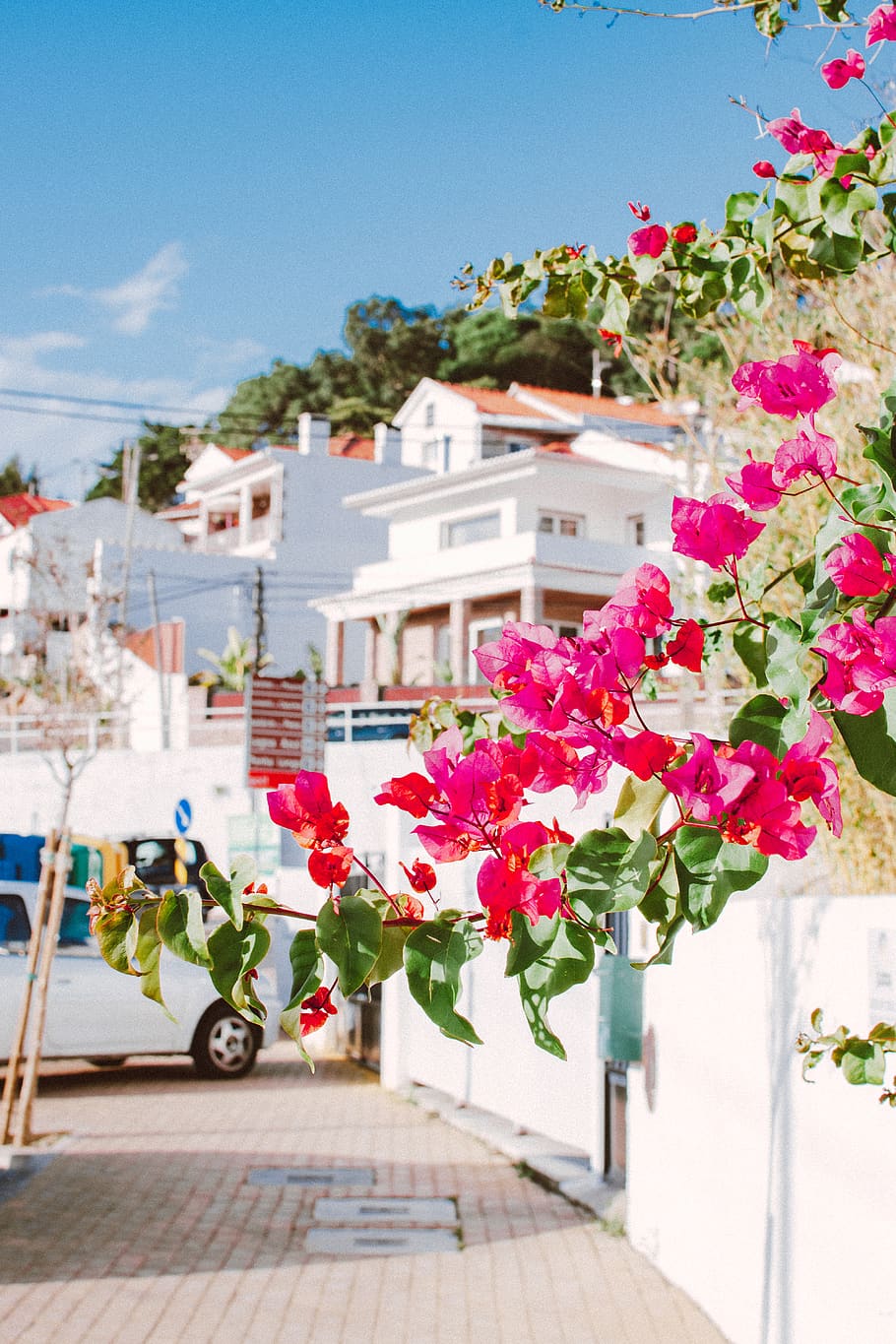Photo of Pink Bougainvillea, architecture, beautiful, bloom, blooming HD wallpaper