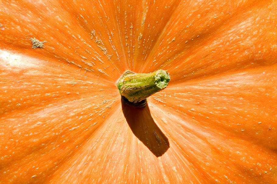 pumpkin, orange, halloween, vegetable, orange color, freshness HD wallpaper