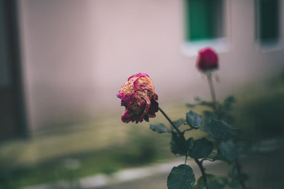 flower, color, flor, leaf, wallpaper, love, nature, wallpapers HD wallpaper