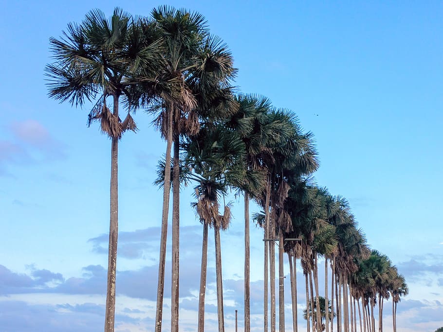 palm tree, arecaceae, plant, summer, tropical, sky, trees, landscape HD wallpaper