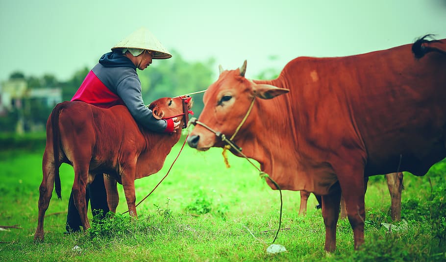 two brown cows, livestock, animal themes, domestic animals, mammal HD wallpaper
