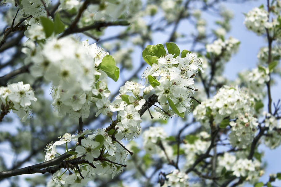 blossom, spring, bloom, plant, flowers, nature, white, floral HD wallpaper