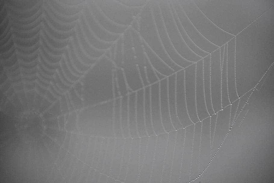 tilt shift lens photography of spider web, close up, rain drops
