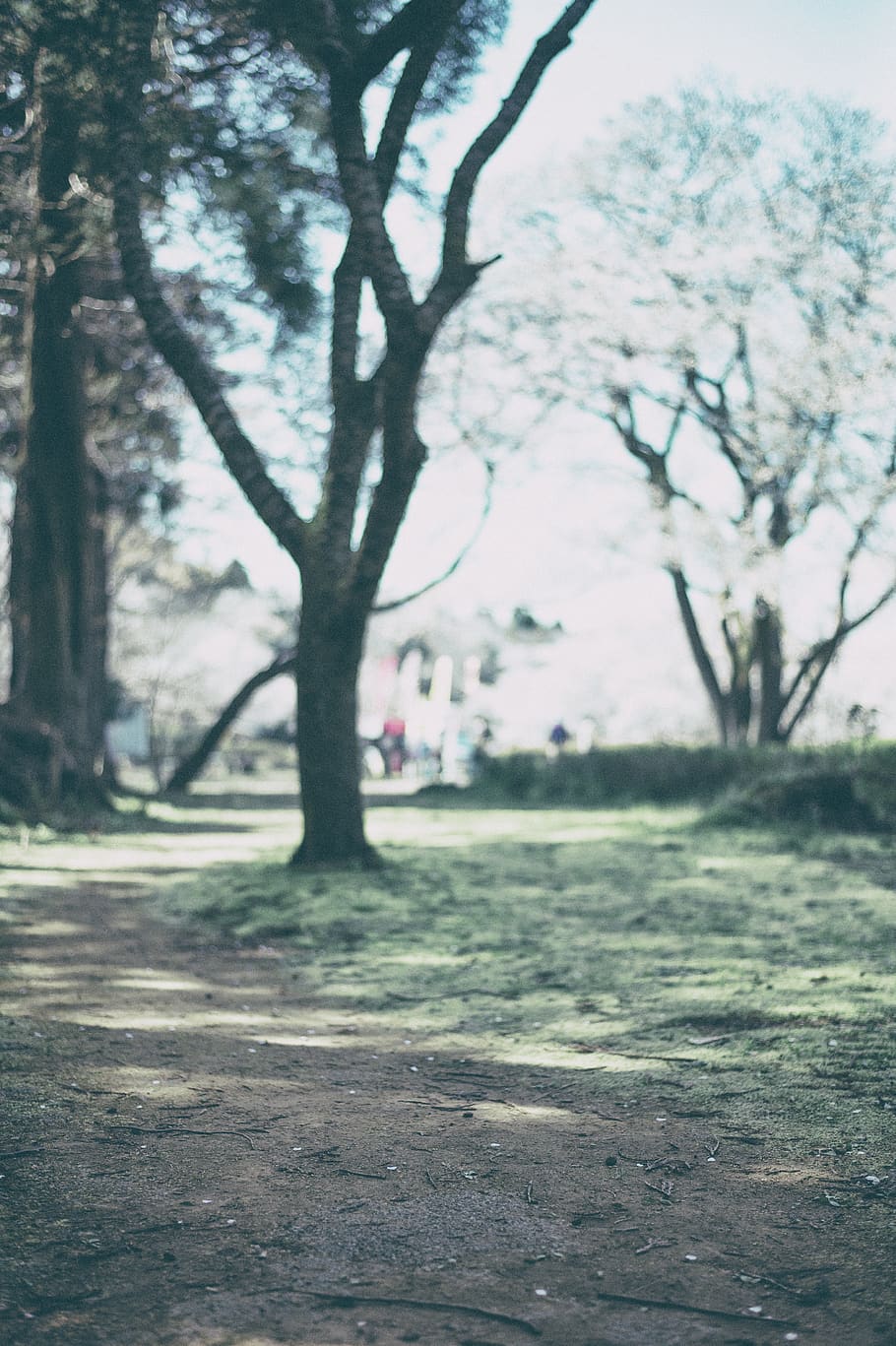 tree, plant, tree trunk, ground, clothing, apparel, trail, vegetation HD wallpaper