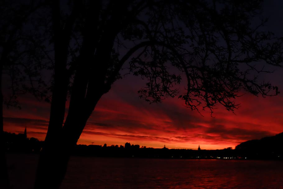 tree, sunset, nature, red, sky, power, quiet, age, old, mean HD wallpaper