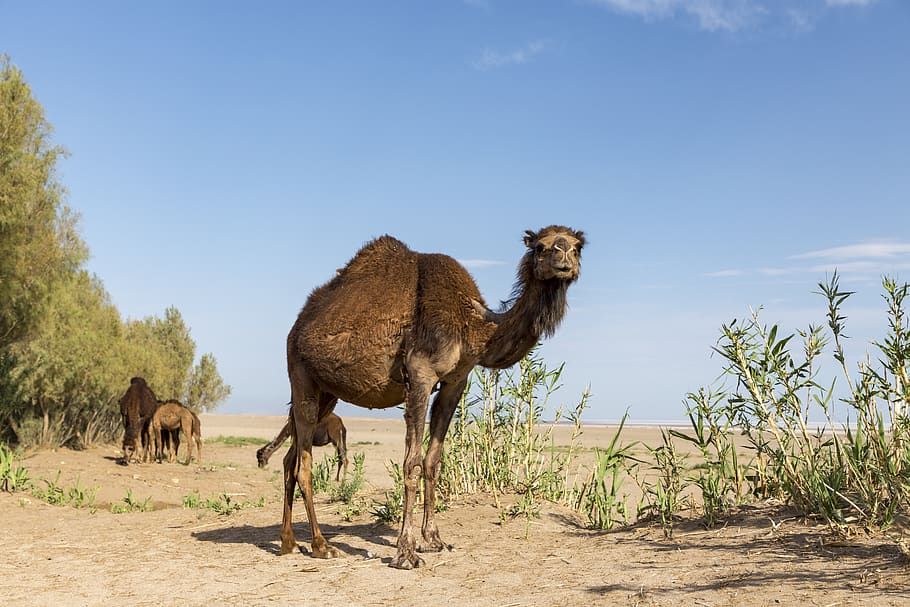brown camel during daytime, mammal, animal, soil, iran, aran o bidgol HD wallpaper
