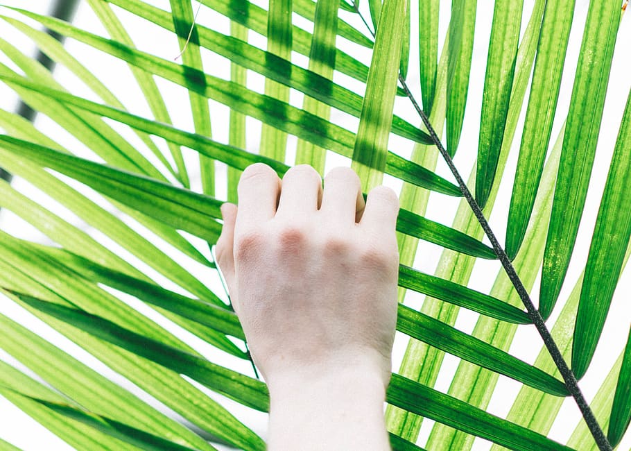 person holding palm leaf, human body part, palm tree, green color HD wallpaper