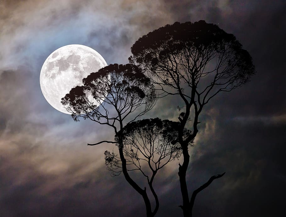 HD wallpaper: moon, tree, dark, moonlight, night, landscape, nature, sky |  Wallpaper Flare