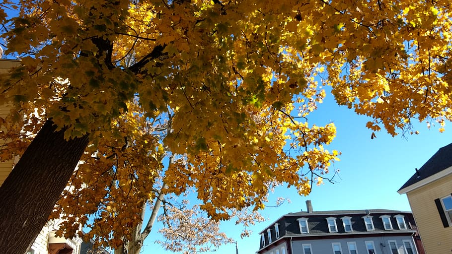 tree, plant, tree trunk, maple, building, leaf, urban, sunlight HD wallpaper