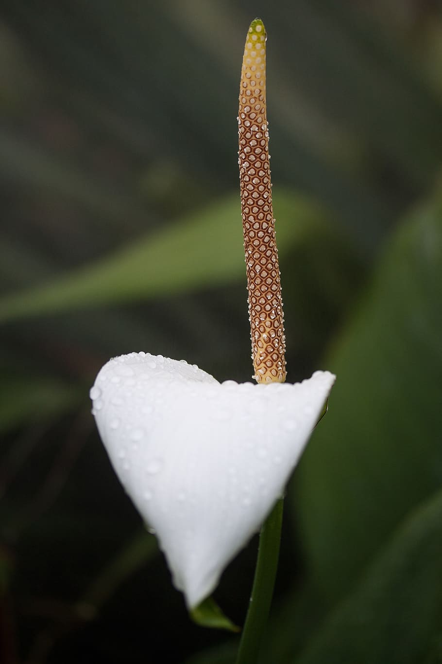 White Petal Flower, araceae, arum, blossom, close-up, macro, nature