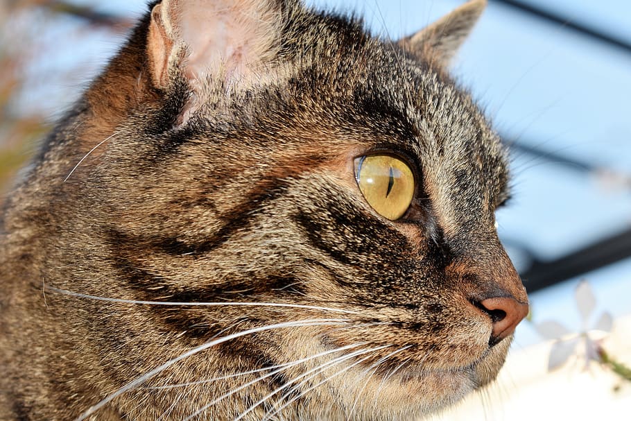 Selective Focus Photography of Brown Cat, adorable, animal, cute HD wallpaper