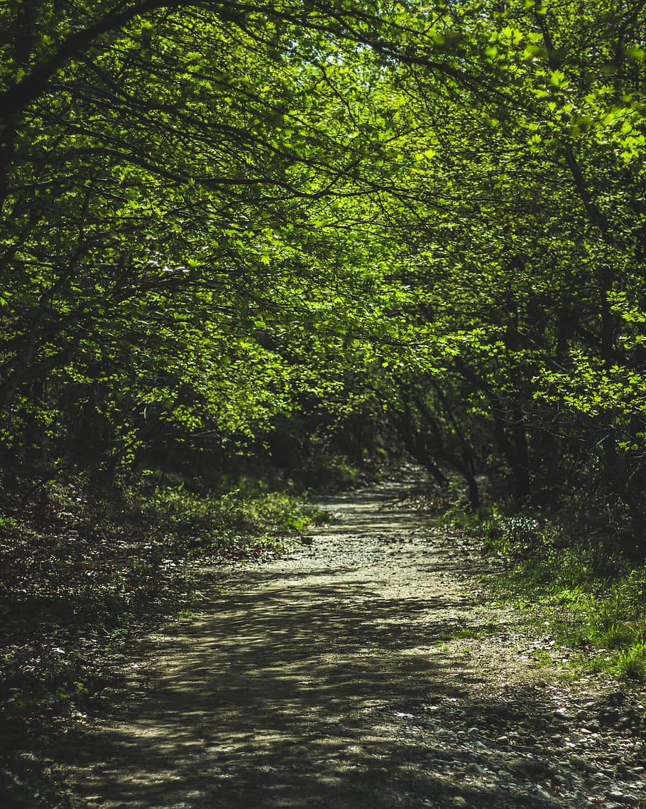 Forest, branch, daylight, environment, flora, green, landscape HD wallpaper