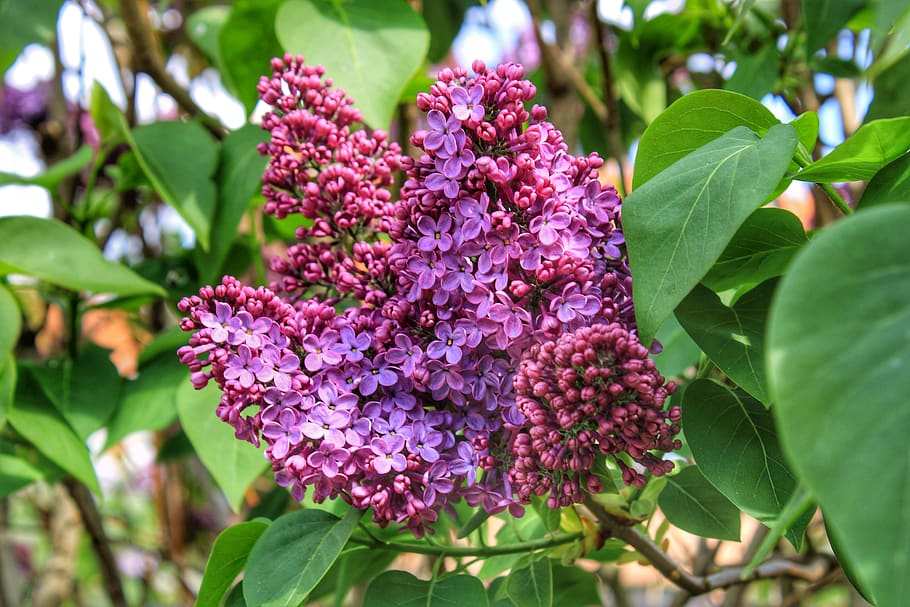 lilac, purple, violet, spring, blossom, season, flowering plant HD wallpaper
