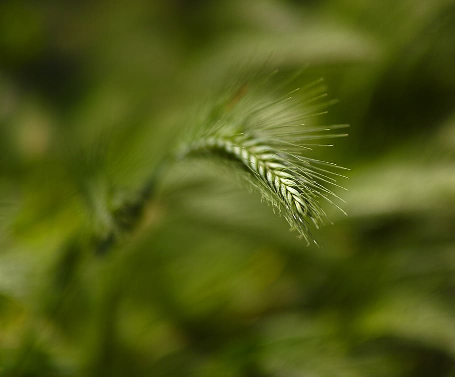 Green Leaf, blurred background, bright, close-up, environment HD wallpaper