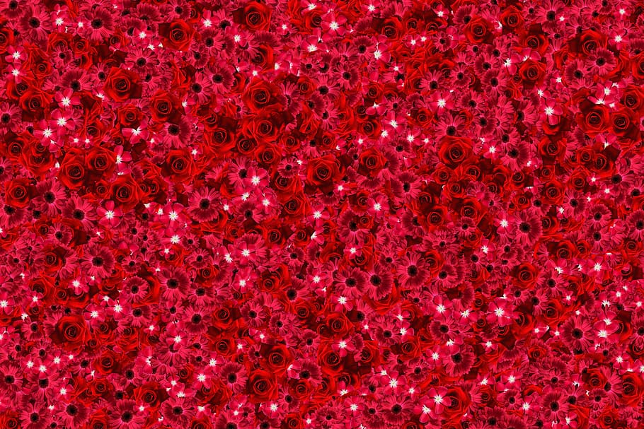 flower, beautiful, red, plants, texture, pattern, background HD wallpaper