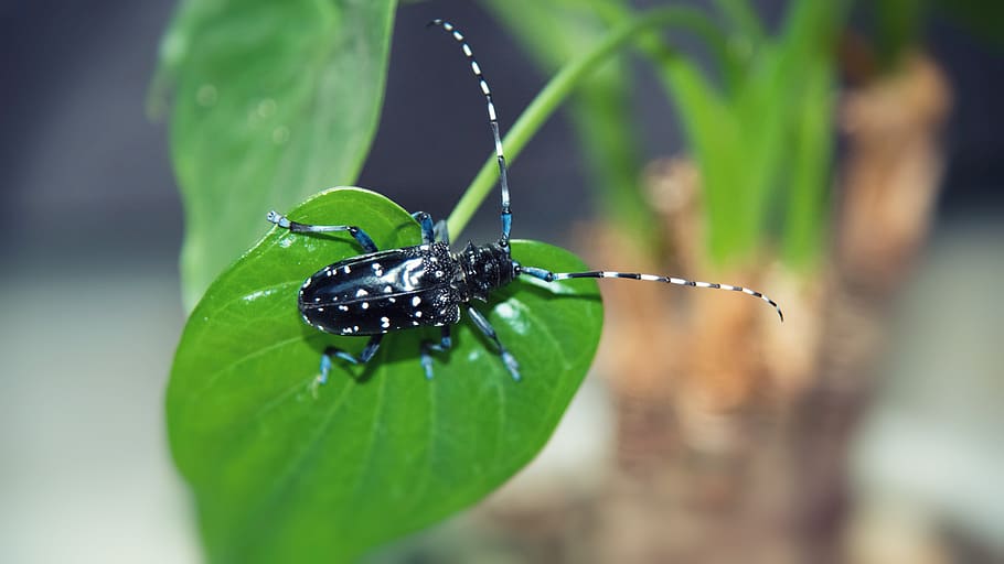 beetles, insect, plant, green, pets, invertebrate, plant part HD wallpaper