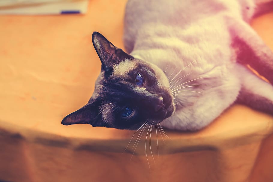 blue eye, cat, domestic cat, pets, one animal, domestic animals HD wallpaper