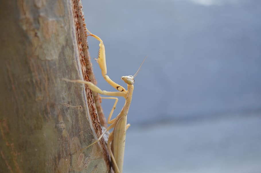 praying mantis, tree, nature, bug, insect, animals in the wild HD wallpaper