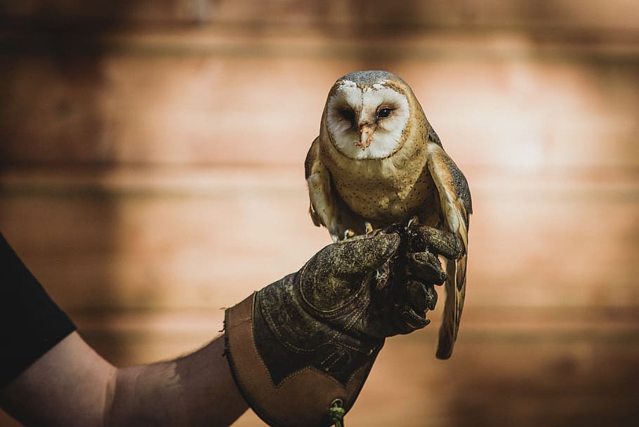 brown owl figurine, hand, human hand, human body part, one animal HD wallpaper