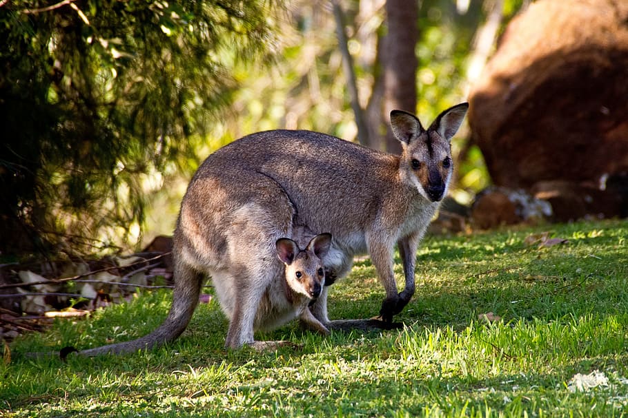 Kangaroos in Australia, animalsNature, animal themes, animal wildlife, HD wallpaper
