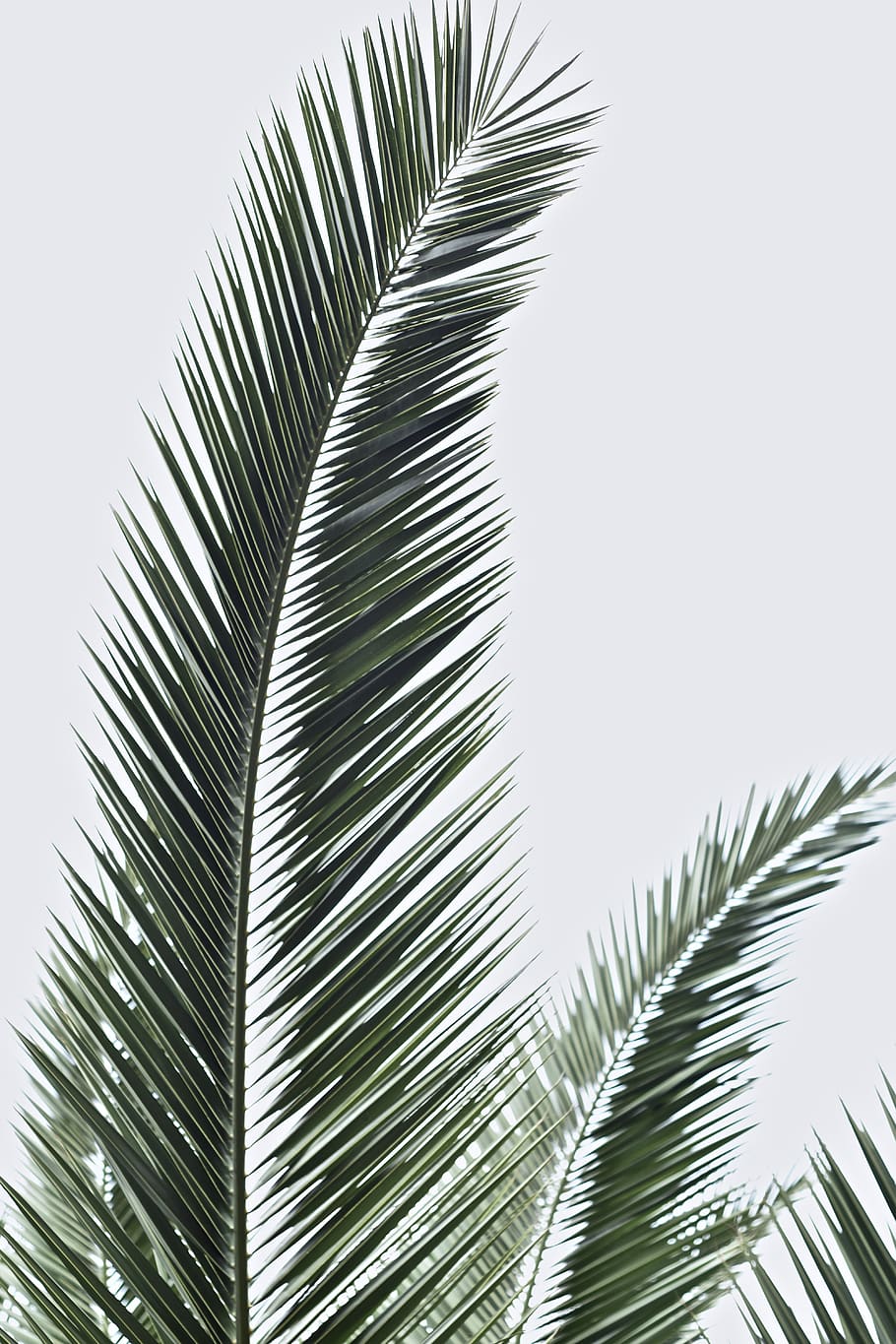 Palm leaves 1080P, 2K, 4K, 5K HD wallpapers free download | Wallpaper Flare