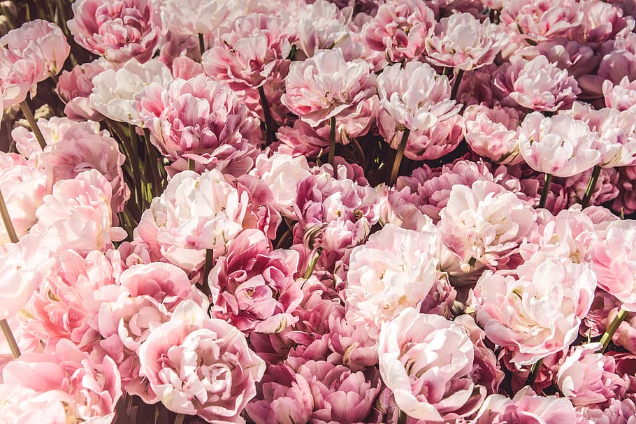 bed on pink peony flowers, flowering plant, freshness, pink color, HD wallpaper