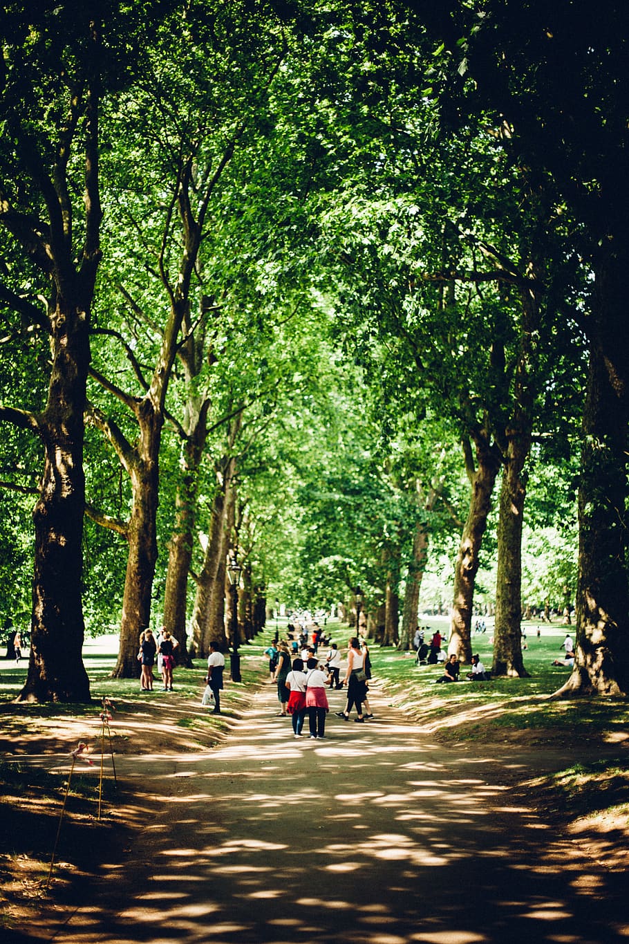 trees, park, nature, green, leaves, london, city, street photography HD wallpaper