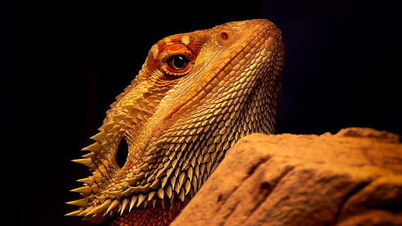 reptile, bearded dragon, lizard, agame, head, animal, terrarium HD wallpaper