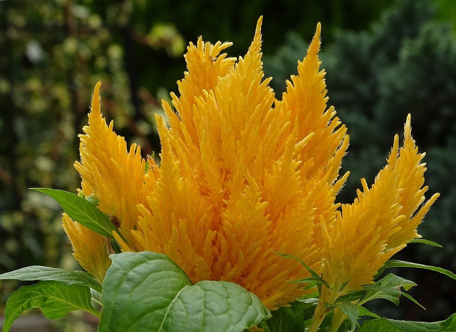 fire-crested, celosia, cockscomb, foxtail plant, plumosa, yellow HD wallpaper