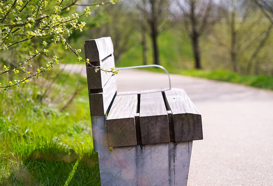 chair, park, chair in park, sitting in pack, tree, plant, nature