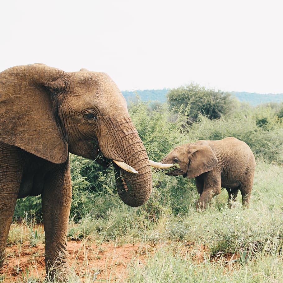 two gray elephants on green field, animal themes, mammal, animal wildlife HD wallpaper