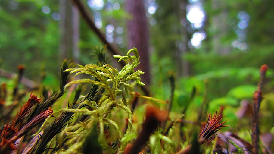 nature, macro, moss, close up, plant, summer, growth, land HD wallpaper