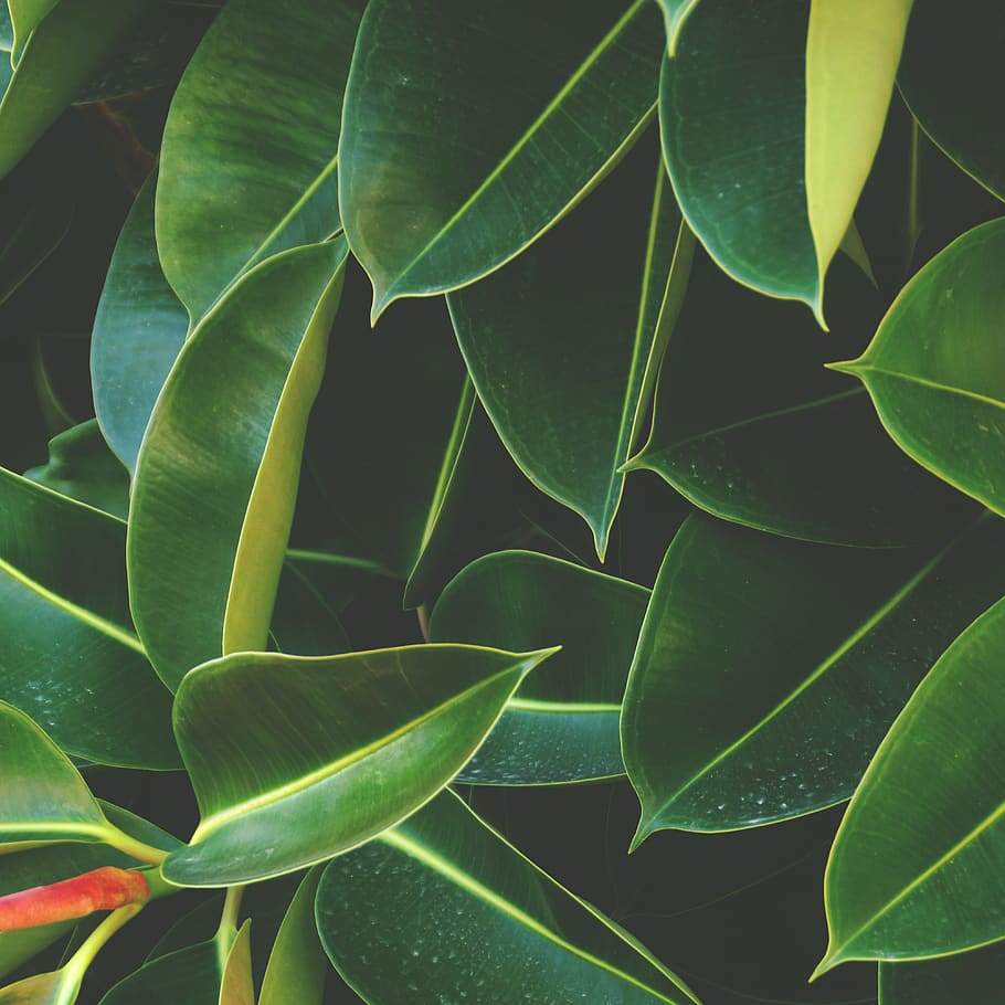 leaves, green, big, pattern, leaf, plant part, green color HD wallpaper