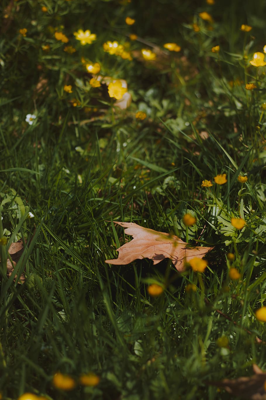 leaf, plant, tree, animal, bird, maple, maple leaf, vase, jar HD wallpaper
