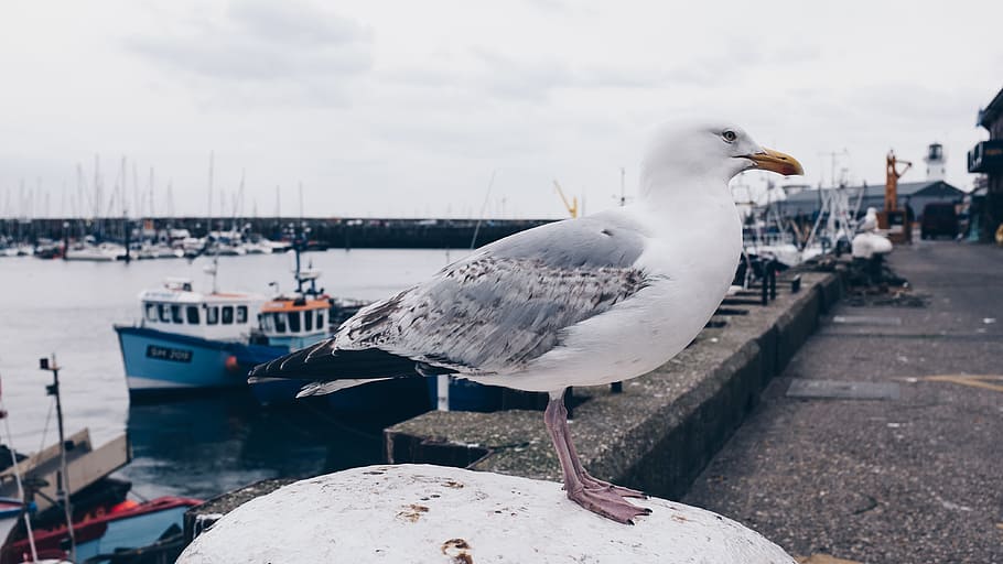 Photo of White and Gray Seagull Bird, boat, clouds, daylight HD wallpaper