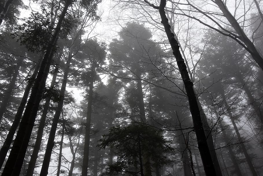 tree, plant, forest, low angle view, land, no people, woodland HD wallpaper