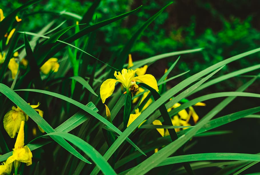 plant, beauty in nature, growth, flowering plant, freshness HD wallpaper