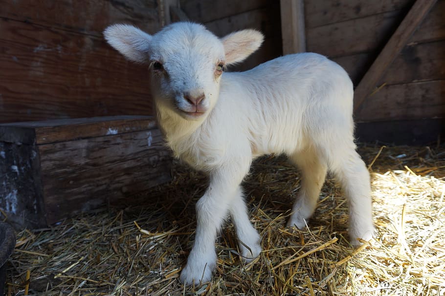wool, hair, sheep, lamb, baby, babies, ears, young, cute, tiny