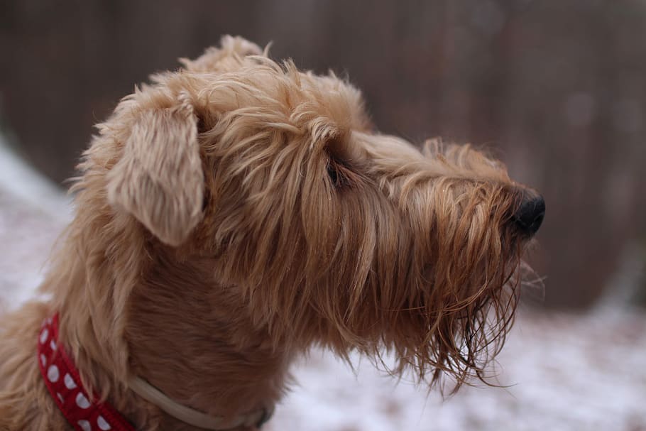 dog, winter, pet, snow, love, happiness, animal, puppy, cute HD wallpaper
