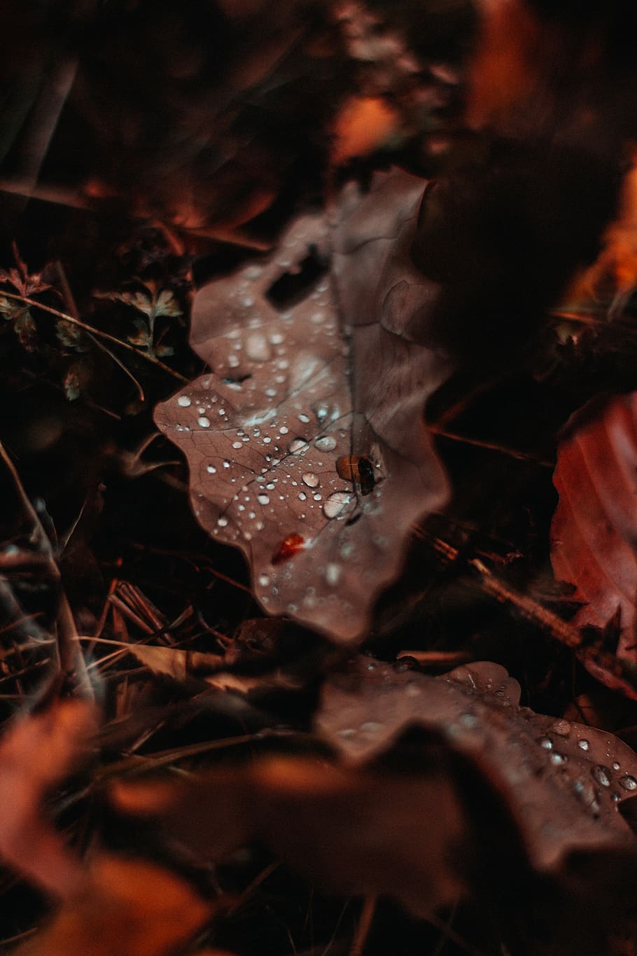 maple leaf photography, selective focus, plant part, growth, close-up HD wallpaper