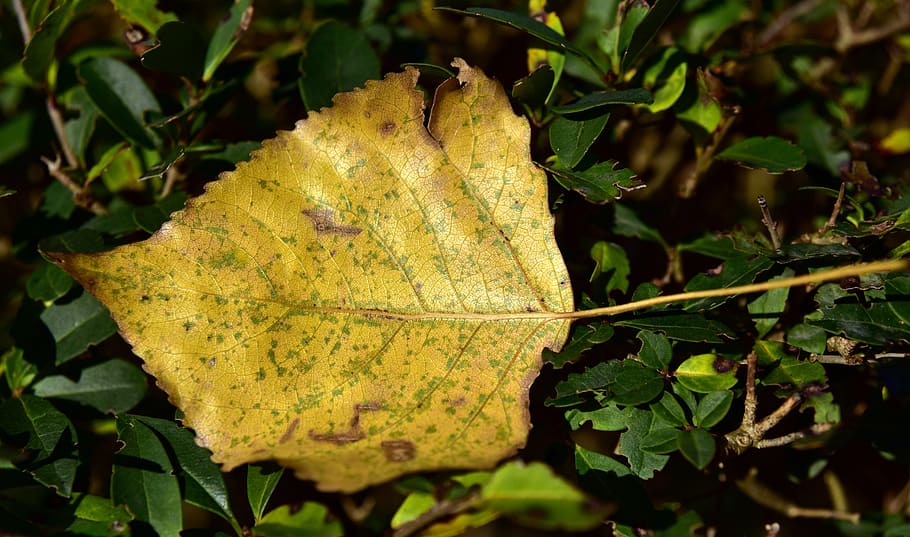 leaf, autumn, nature, leaves, fall foliage, fall color, season HD wallpaper