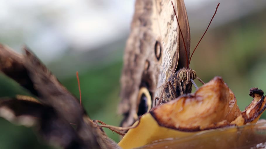 Selective Focus Photo of Brown Owl Butterfly, insect, close-up HD wallpaper