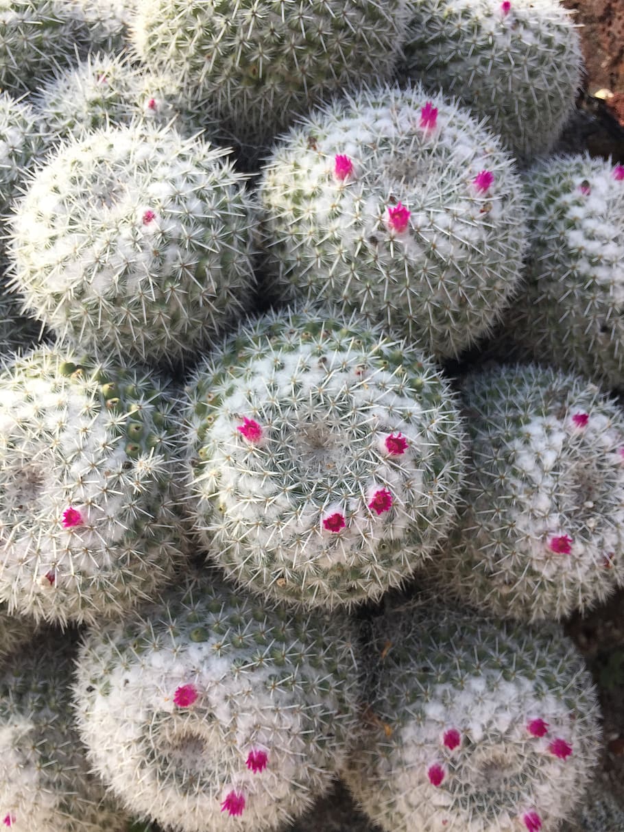 cactus, succulent, flora, sharp, nature, desert, prickly, closeup HD wallpaper